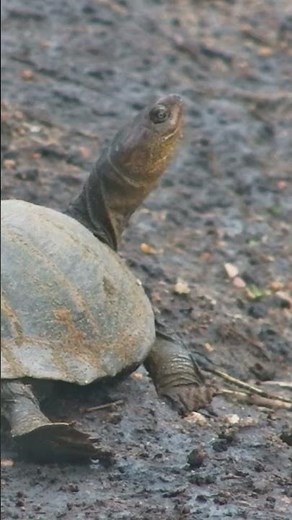 Watch as a terrapin wanders out of the water at the Serondella Waterhole
