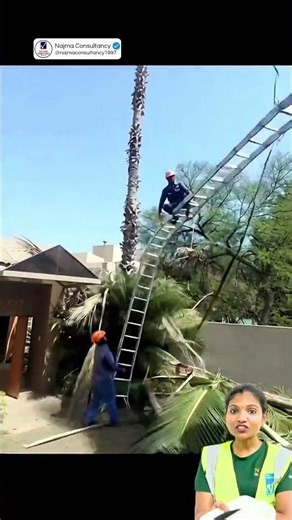 Tree Felling Safety Reminder – A Step Ladder Won't Save You! 🌳⚠️