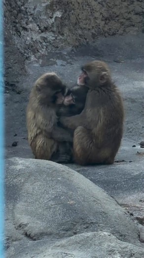 Punch became cream between two buns🥯 Moe and Momiage while they were cuddling, like an extra filling 😄. Suddenly Momiage left sensing trouble and suddenly left "Uh-oh… danger is coming, I’m out!" 😆🐒😂 Moe? She went full security mode gave Punch a little push like,"Buddy, move… this is not a safe zone anymore!"🐒Poor Punch came for love but ended up getting evicted 😭#punchmoe#ichikawazoo