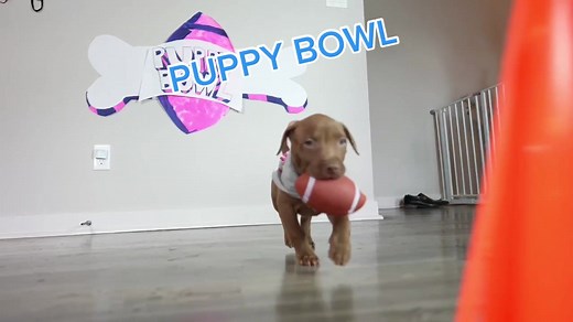 Puppy Bowl Highlights Compilation