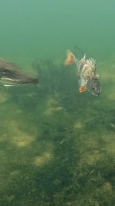 7.3M views · 32K reactions | Pike dance around the perch #pike #perch #fishing #underwater #pikeattack #fish #angler #underwaterworld #pikefishing #fishingvideo #fishingexperience #livebait #baitfish #underwatercamera #foodchain #worm | Underwater World | Facebook