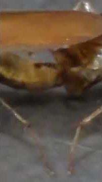 Cockroach Mating: The Basics​Reproduction in Cockroaches ​How Cockroaches Mate