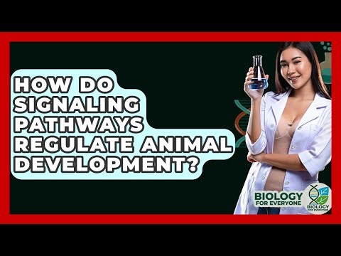 How Do Signaling Pathways Regulate Animal Development? - Biology For Everyone