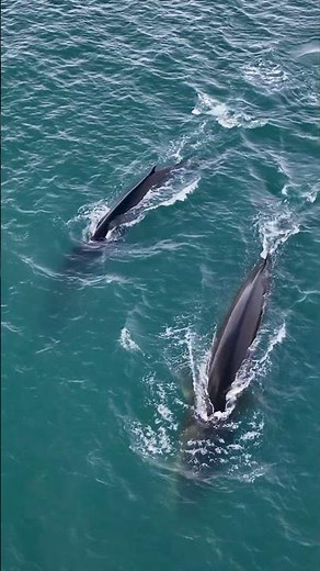 Fin Whales in the Arctic🐳❄