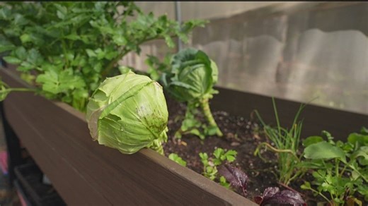 Urban farmer cultivating a legacy | Haystack News