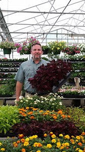 It's time to add warm-season bedding plants to your garden. LSU AgCenter horticulturist Jason Stagg points out some reliable plants that will last through the entire season! #garden #plants #horticulture #LSUAgCenter #Reels | LSU AgCenter