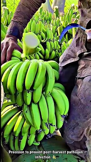 Harvesting and Post-Harvest Management of Banana Commodities