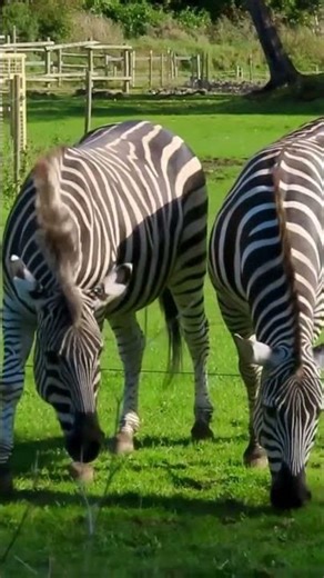 zebras for sale.#Zebra ​#Wildlife​ ​#Wildlife ​#Africazebras #zoo Contact: horsesupply@gmail.com