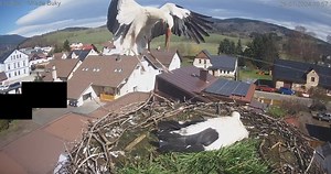 Na Velký pátek velký návrat: Čapí celebrita Bukáček je zpět