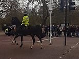 Tiny dog gets loose disrupting the guard procession in Green Park