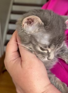 24K views · 3.1K reactions | Fizzy loves being held now and purrs as I pet and kiss her big noggin. No more pain from being touched. I don’t know if you can tell in this video — her baby blue eyes turned to their permanent color: sea green. They are absolutely gorgeous! | Kitkat Playroom | Facebook