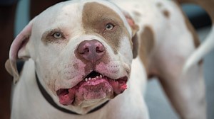 Nyakon harapott egy pitbullt a 70 éves nő, hogy elengedje a kiskutyáját