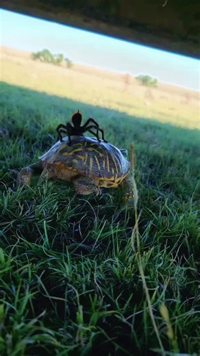 #Turtles #Spiders #tarantula #DontReadTheCaption Maybe they're homies and this is just what they like to do on a Friday. Cruising the pastures looking for mischief. Or maybe... Just maybe... That's actually a turtle that's been sold into indentured servitude. Nothing but a peasant to the spider overlords. A meager means of very slow travel. Bending to the will of the arachnid version of a DC politician, the turtle has no choice. He only does what he thinks he is supposed to. What he is told to d