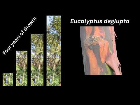Fast Growing Philippine Native Tree, Bagras, Rainbow Eucalyptus Growth After 4 Years