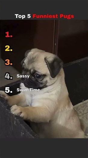 Top 5 Funniest Pugs 😂🐶 | These Pugs Will Make You Laugh!