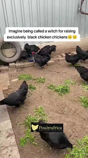 Black Chicken Farming Tips for Sustainable Agriculture