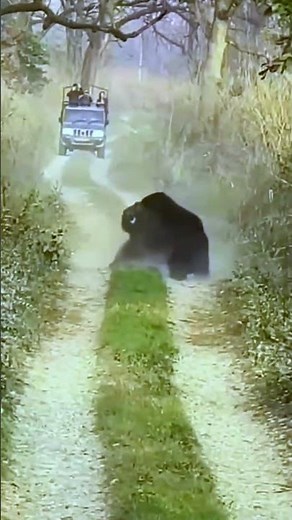 Danger sloth bear fight ∆ Bear crying sounds❤️💤