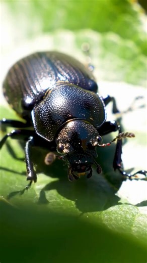Major Pest Control(official) on Instagram: "🪲 Click Beetles – What You Should Know Noticed a beetle that makes a clicking sound and suddenly jumps into the air? That’s a Click Beetle. ⚠️ Important facts: • Most active during spring and summer • Adults are mostly harmless but can be annoying indoors • Larvae, called wireworms, live in soil and damage lawns, roots, and garden plants • Often attracted to lights and may enter homes accidentally Seeing repeated activity or signs of lawn damage? That