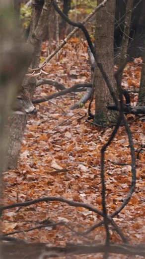 Humans overthink. Nature doesn’t. Our camo was built from the patterns of apex predators. Nature’s most lethal predators survive by going unnoticed, relying on micro patterns that disrupt movement and erase their presence in the woods. That’s the foundation of ASIO. #ASIOGear #ASIO #bowhunting #deerhunting #hunting #whitetaildeer #whitetail #deer #deerseason #camo #camouflage | ASIO Gear