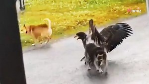Eagle suddenly attacks dog, but doesn't anticipate he has a guardian angel