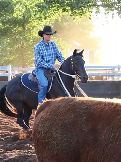 Midnight Campdrafting at Yarrowitch: A Thrilling Night