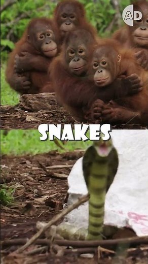 🐒Orphan Orangutans Learn Fear of Snakes at School 🐒🐍