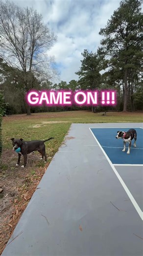 Dog Playtime: Hilarious Backyard Games with Delilah