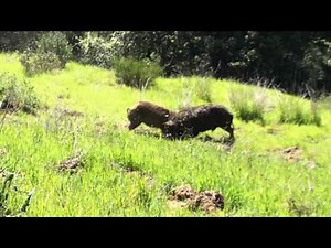 Wild Boars Fighting- Full Video
