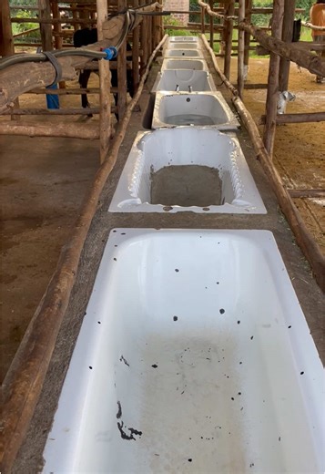 Efficient Dairy Farming Practices in Uganda