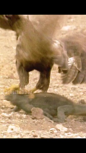 It's hard to imagine the eagle fighting so well! #amazinganimals #animalworld #vrial #Reel #fyp #foryoupage #Reel #ReelFacebook #ReelViral #ReelVideo #fyp #fypシ゚ | Wildlife Love