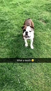 This dog has a better first touch than Romelu Lukaku... 😂😂 | FootyHumour