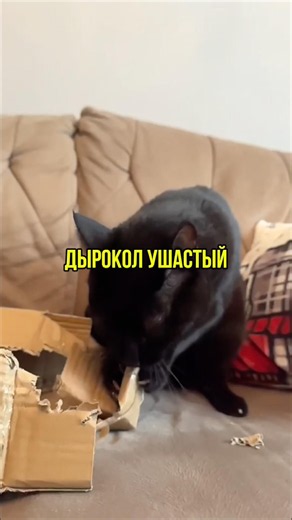 Масяня кот #cat