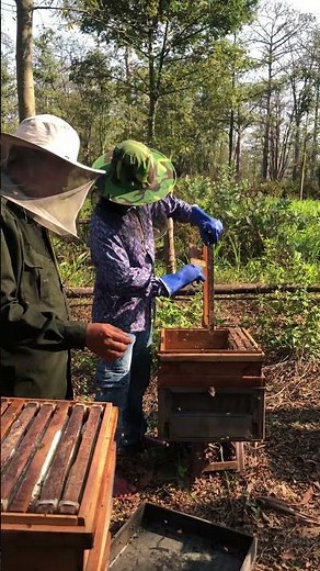 How Honey Is Made / Inside The Bee Hive Process 🍯🐝 #shorts