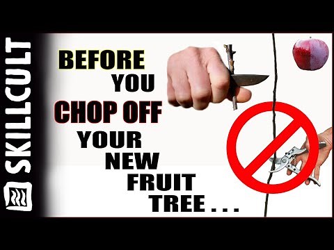 Before You Cut Back Your New Fruit Tree, Watch This! Training by Notching and Dis-budding & pruning