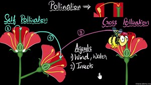 Pollination (self & cross)