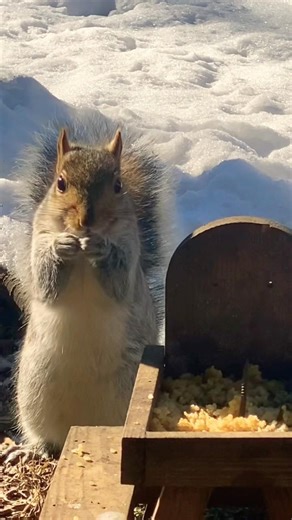 Squirrel in the Snow! 🐿️❄️🥹 #unitedstates #squirrel #newyork #cute #wildlife #winter #snow #god