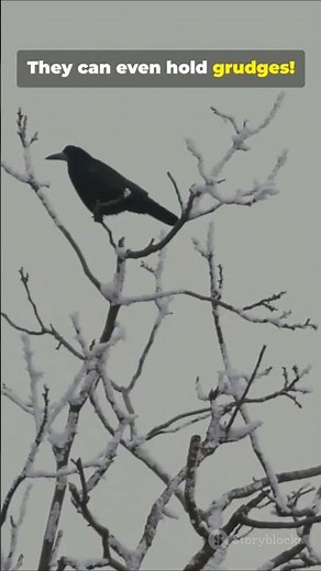 Crows One Of Nature’s Geniuses #animalintelligence