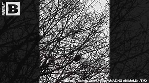 18K views · 370 reactions | Cheeky blighter! Police in Bicester, United Kingdom, were fooled by a bird imitating a police siren on Monday. | Breitbart | Facebook