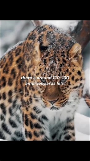Conservation Success of the Amur Leopard: A Rare Big Cat