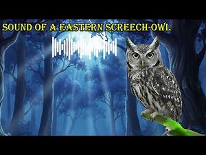 SOUND OF A EASTERN SCREECH OWL 🔊 What does a eastern screech owl sound