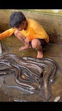 Bersihkan kolam ikan dirumah & pasang jaring #KOOKIKO