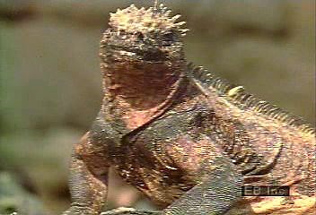 Unique Traits of the Galapagos Marine Iguana | Britannica
