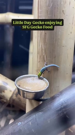 Look at this adorable Neon Day Gecko (Phelsuma klemmeri), at @habistat_reptile HQ enjoying some SFG Gecko Food 🥹. Yes, SFG isn’t just for Crested Gecko, a whole range of geckos will absolutely love this all-natural, healthy diet! Every flavour contains insects too! 😊 #arcadiareptile #reptiles #reptilekeeper #exoticpets #geckos #geckogram #neondaygeckos #daygeckos #sfg #sfggeckofood #thefinestfoodforthefinestpets #phelsumaklemmeri | Arcadia Reptile