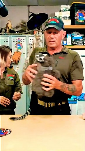 13 rings on a ringtail lemur #lemur #ringtailedlemur #shorts