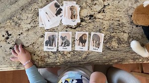 Zoo Animal Flash Card Set, Montessori Learning, Homeschool Materials, Flash Cards Printable, Preschool Curriculum Printable, Toddler - Etsy