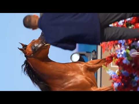 Purebred horses, the most beautiful horse clips