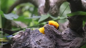 A Jenday conure (Aratinga jandaya) coming out from behind a trunk at the Singapore river safari.