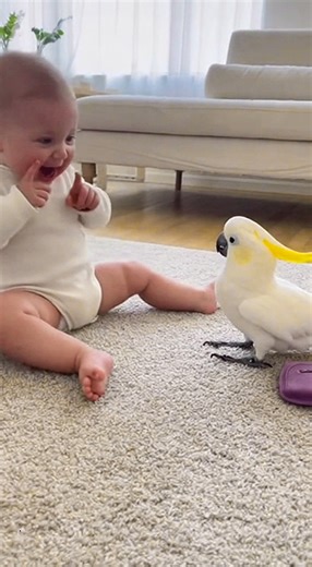 🐦 You won’t believe what my parrot.😆 Meet Tinny — the funniest talking cockatoo ever! #TalkingParrot #CockatooLove #FunnyBird #TalkingCockatoo #SmartBird #ParrotLovers #ViralPets #PetReels #CuteAnimals #AnimalLovers #BirdTok #VetVisit #PetCommunity #USAPets #UKPets #CanadaPets #ExoticBirds #FunnyAnimals #ParrotTalks | Tinny World