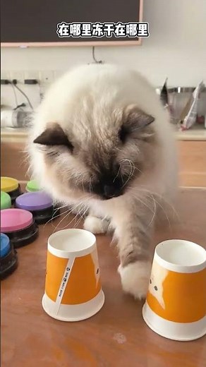 Smart & Adorable Cat Playtime: Discover Freeze-Drying