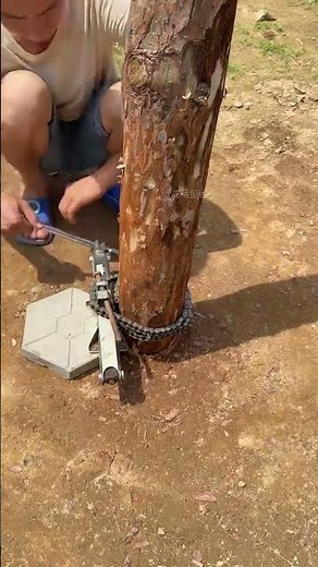 A very labor saving method for using a jack to pull out pine tree stumps!#a16a6